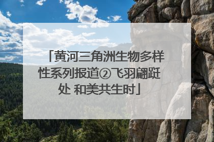 黄河三角洲生物多样性系列报道②飞羽翩跹处 和美共生时