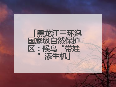 黑龙江三环泡国家级自然保护区：候鸟“带娃”添生机