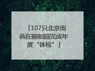 107只北京雨燕在颐和园完成年度“体检”